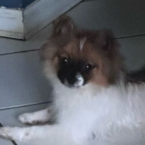 Meet your Posher, Cupcakex